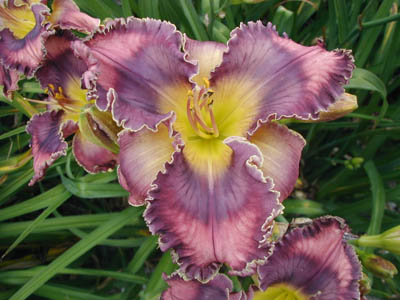 MYSTERY OF THE KINGDOM 